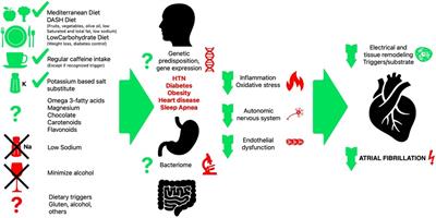 Dietary interventions in the management of atrial fibrillation